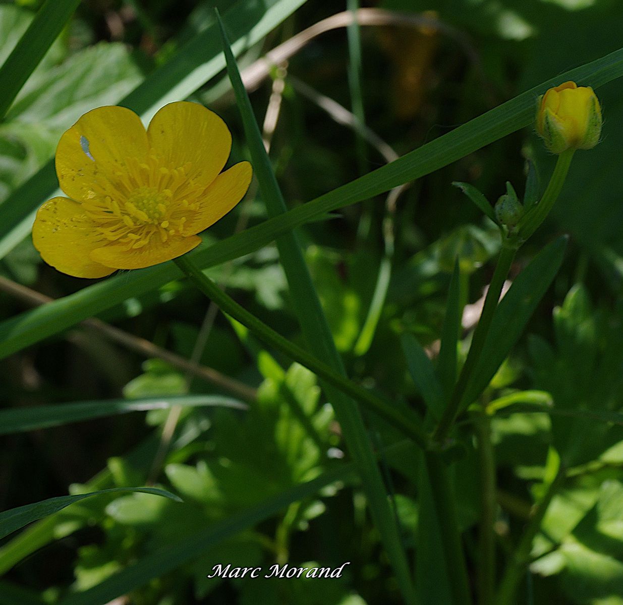 Ranunculus repens 2024 04 20 Lhez