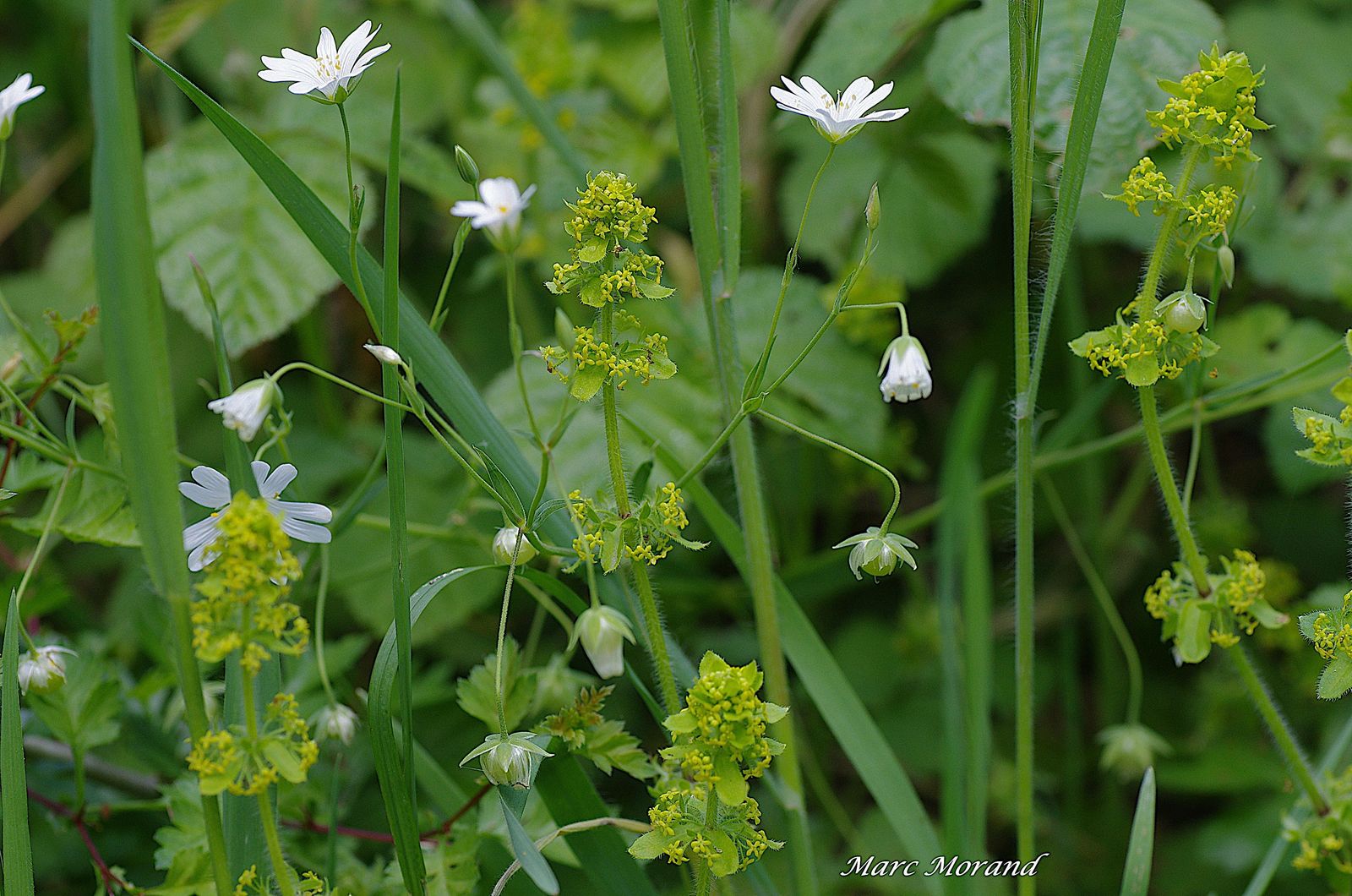 Stellaria (Rabelera) holostea et Cruciata laevipes 2024 04 20 Lhez 02