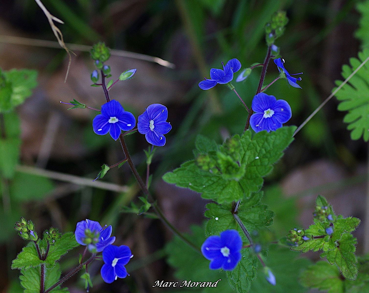 Veronica chamaedris 2024 04 20 Lhez 02