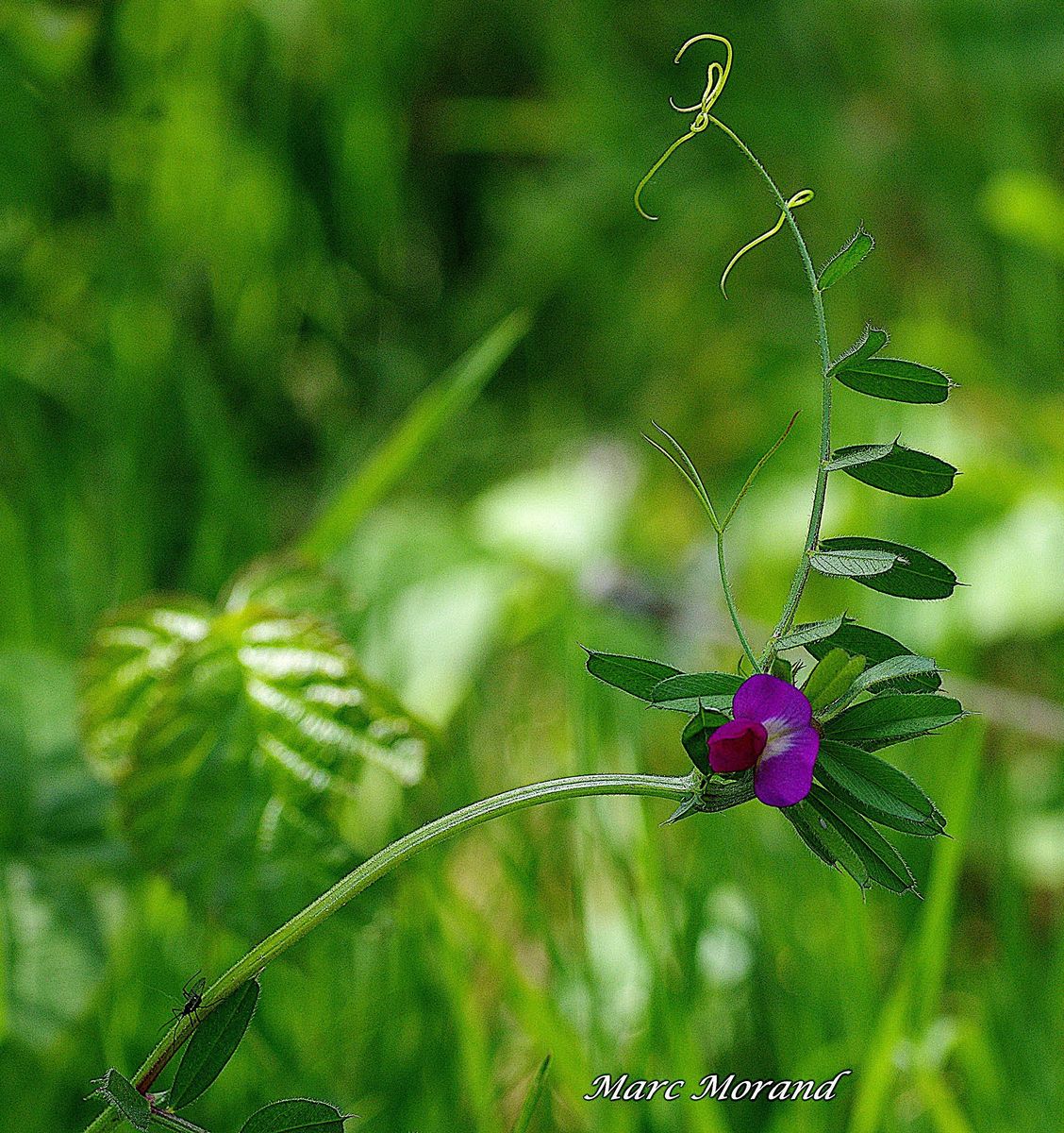 Vicia sepium 2024 04 20 Lhez