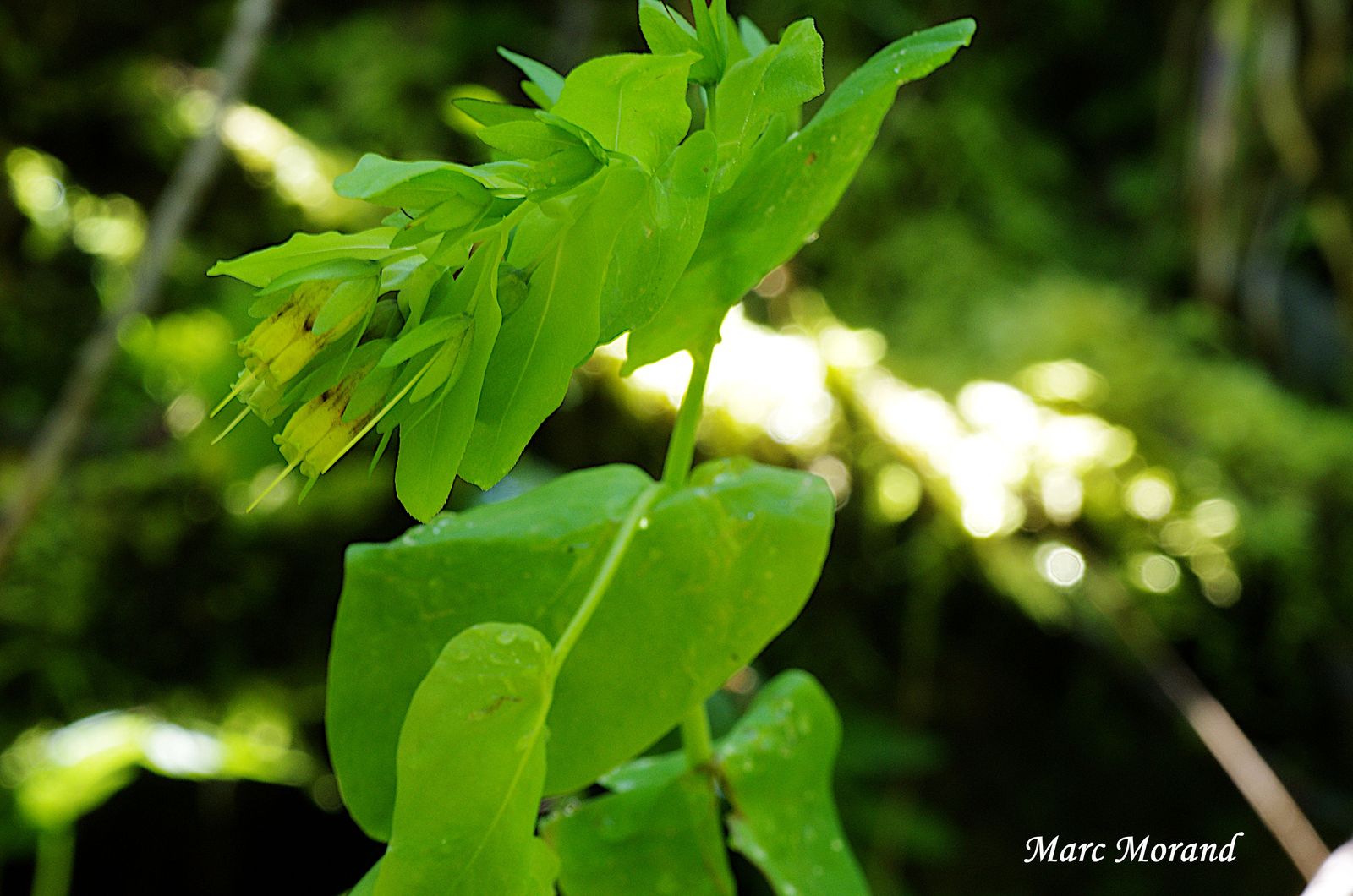 Cerinthe glabra 2024 06 16 Labassere (3)