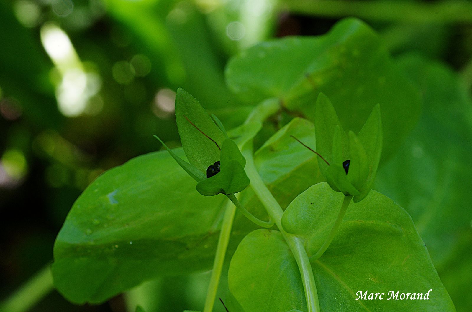 Cerinthe glabra 2024 06 16 Labassere 04
