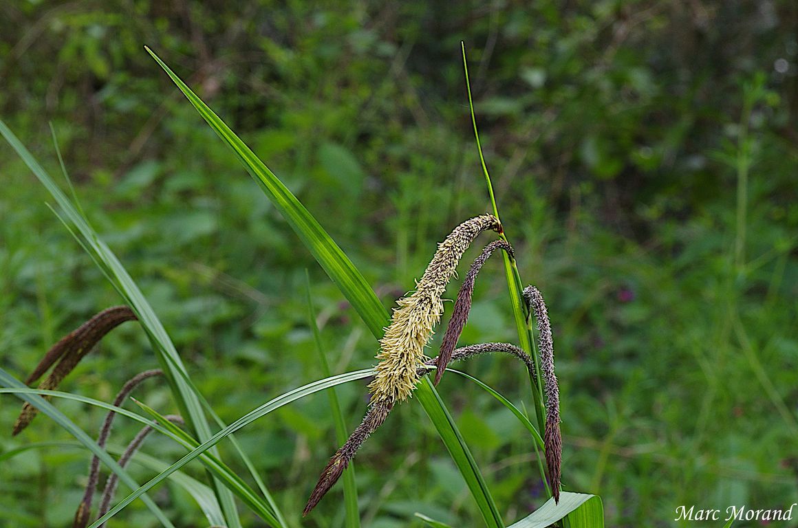 Carex pendula 2025 03 29 Semeac