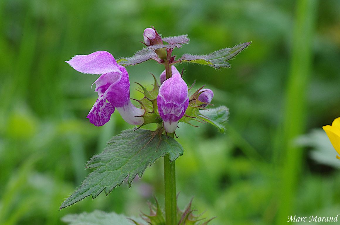 Lamium maculatum  xx Semeac 35