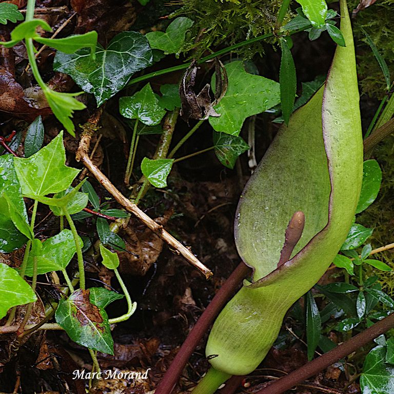 Arum maculatum 2025 04 13 F. de Crastes 03