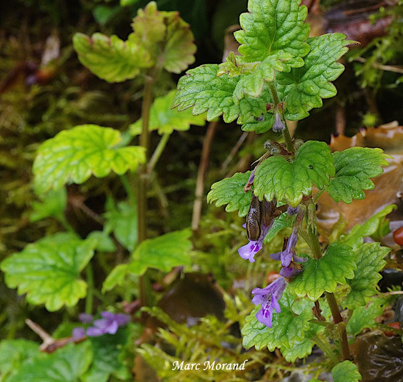 Glechoma hederacea 2025 04 13 F. de Crastes 03