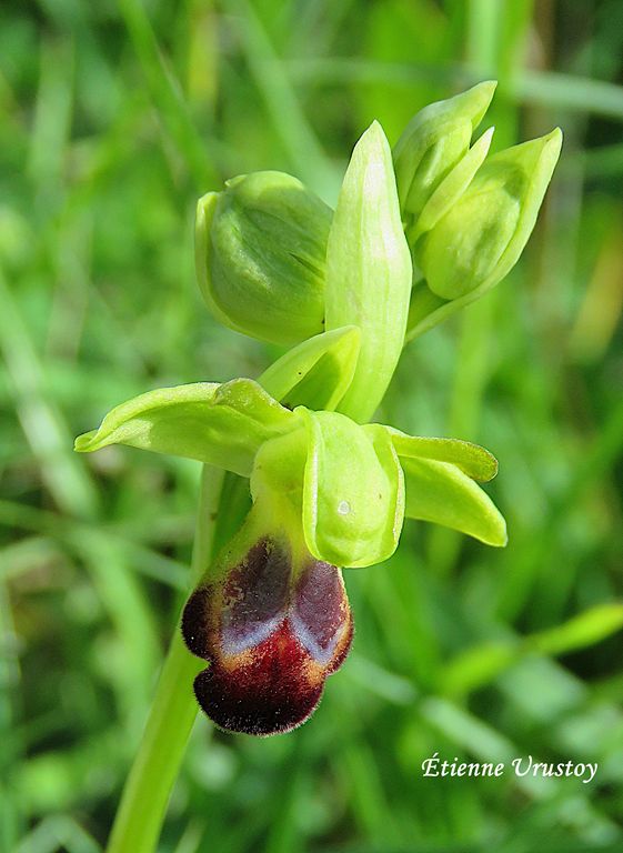 Ophrys sulcata, Ophrys funèbre ou sillonné