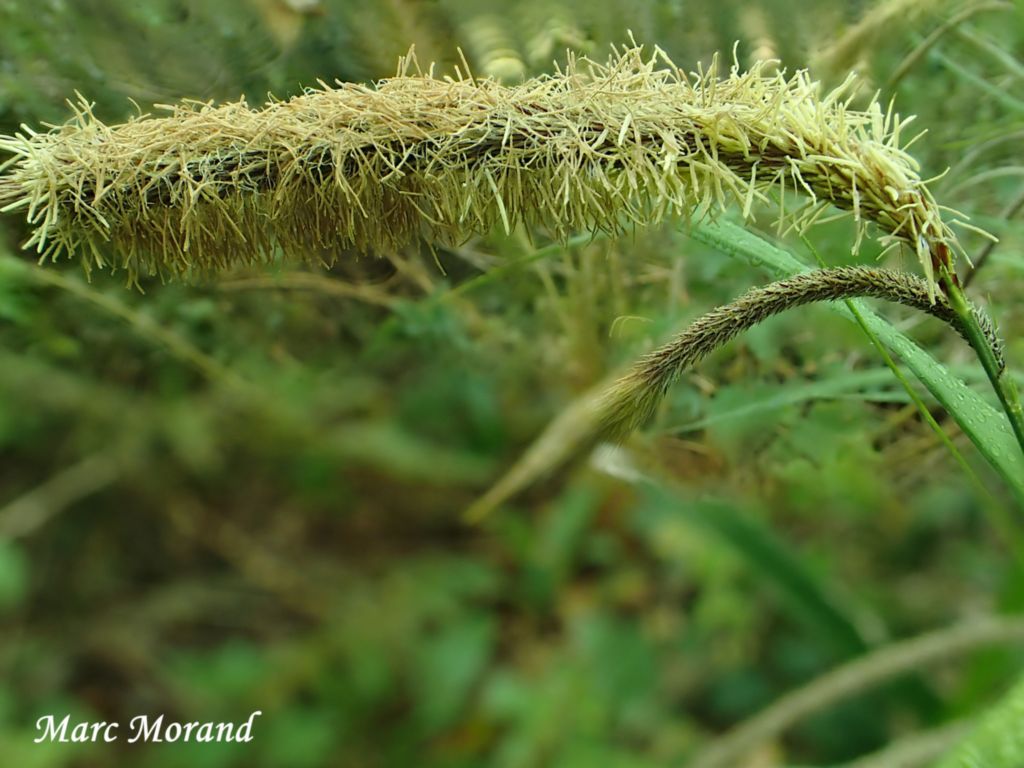 Carex pendula 2026 04 01 Arre Darre