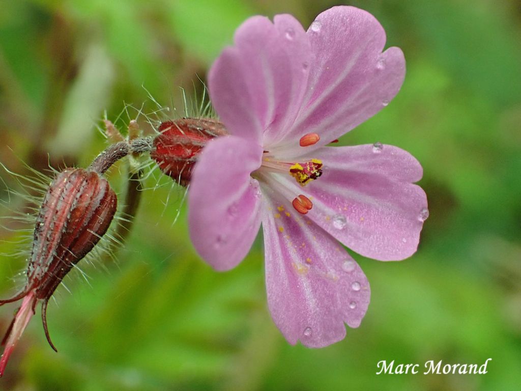 Geranium robertianum 2026 04 01 Arre Darre