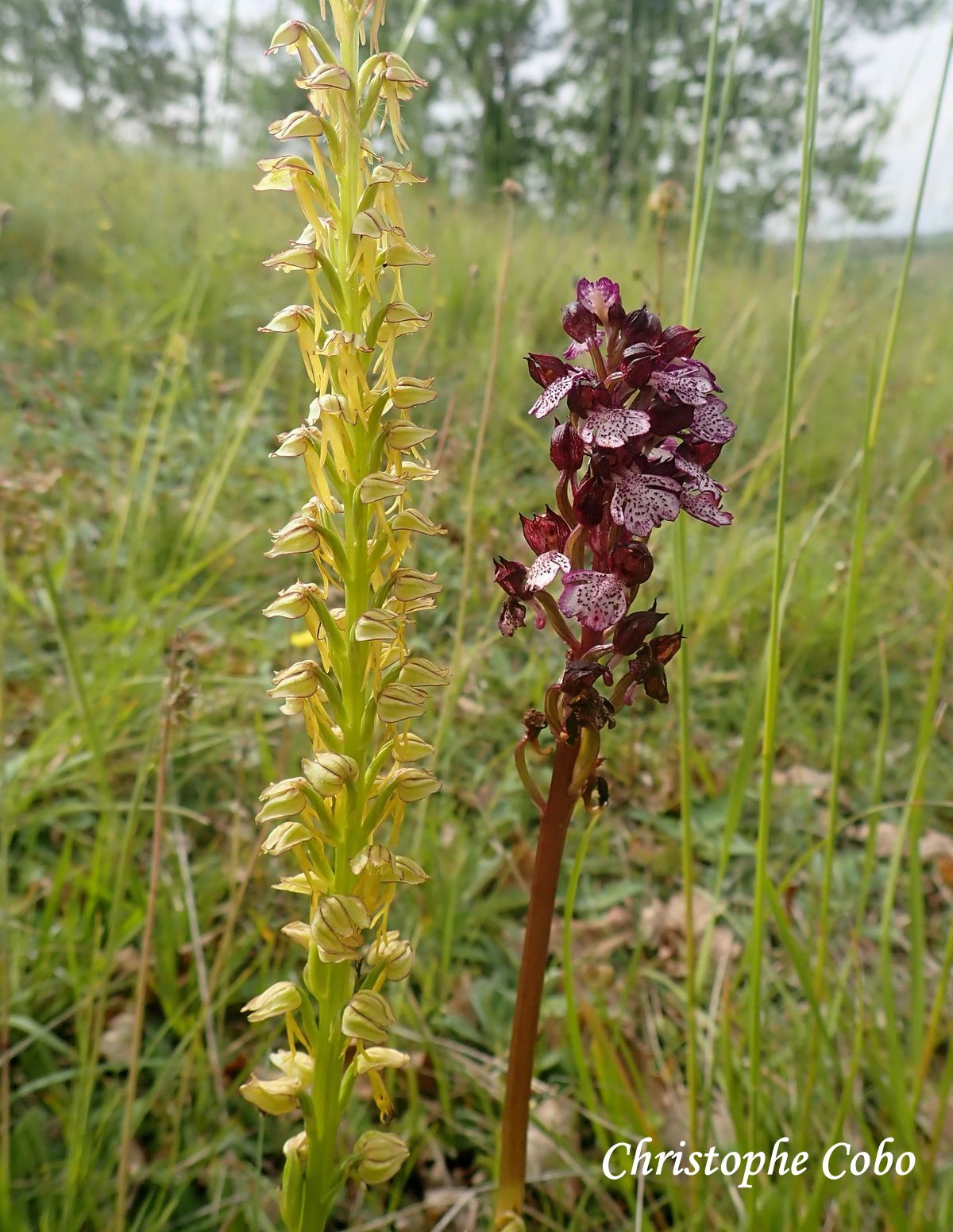 Aceras anthopophorum & Orchis purpurea 20260502 MONTESQUIOU