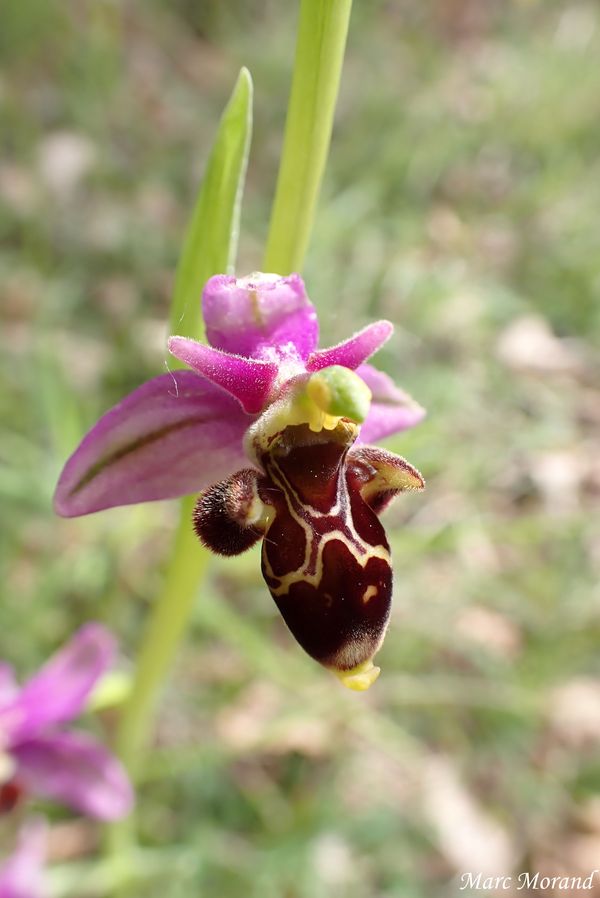 Ophrys scolopax Ophrys becasse 2026 05 02 St Arailles 05