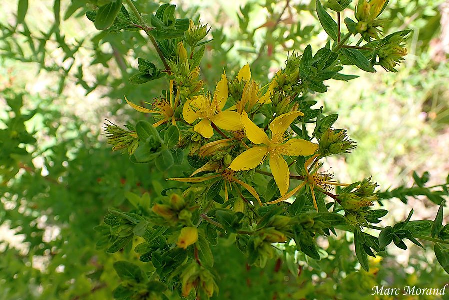 Hypericum perfoliatum Millepertuis 2026 05 23 Lac Vert (Agos Vidalos) 05