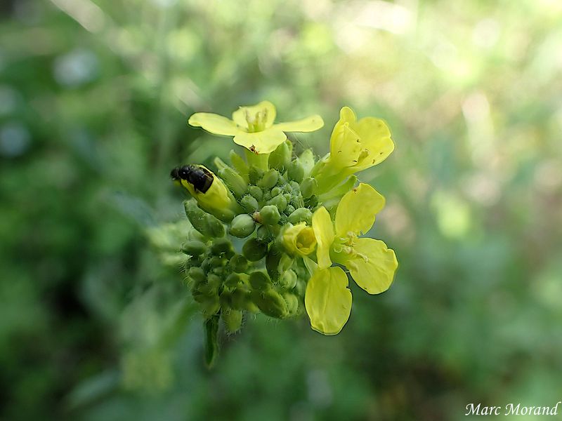 Rapistrum rugosum 2026 05 23 Lac Vert (Agos Vidalos) 02