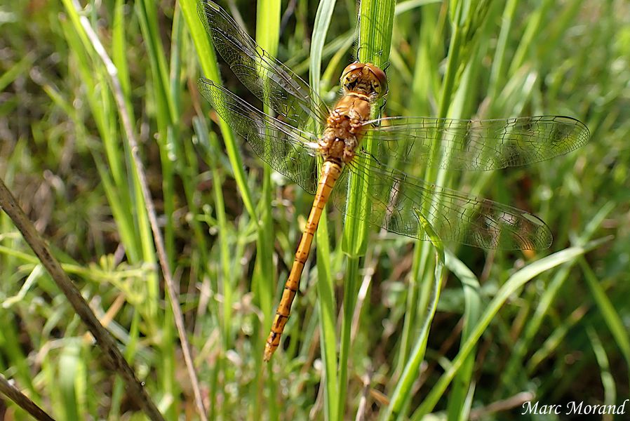 Sympetrum striolatum 2026 05 23 Lac Vert (Agos Vidalos) 03