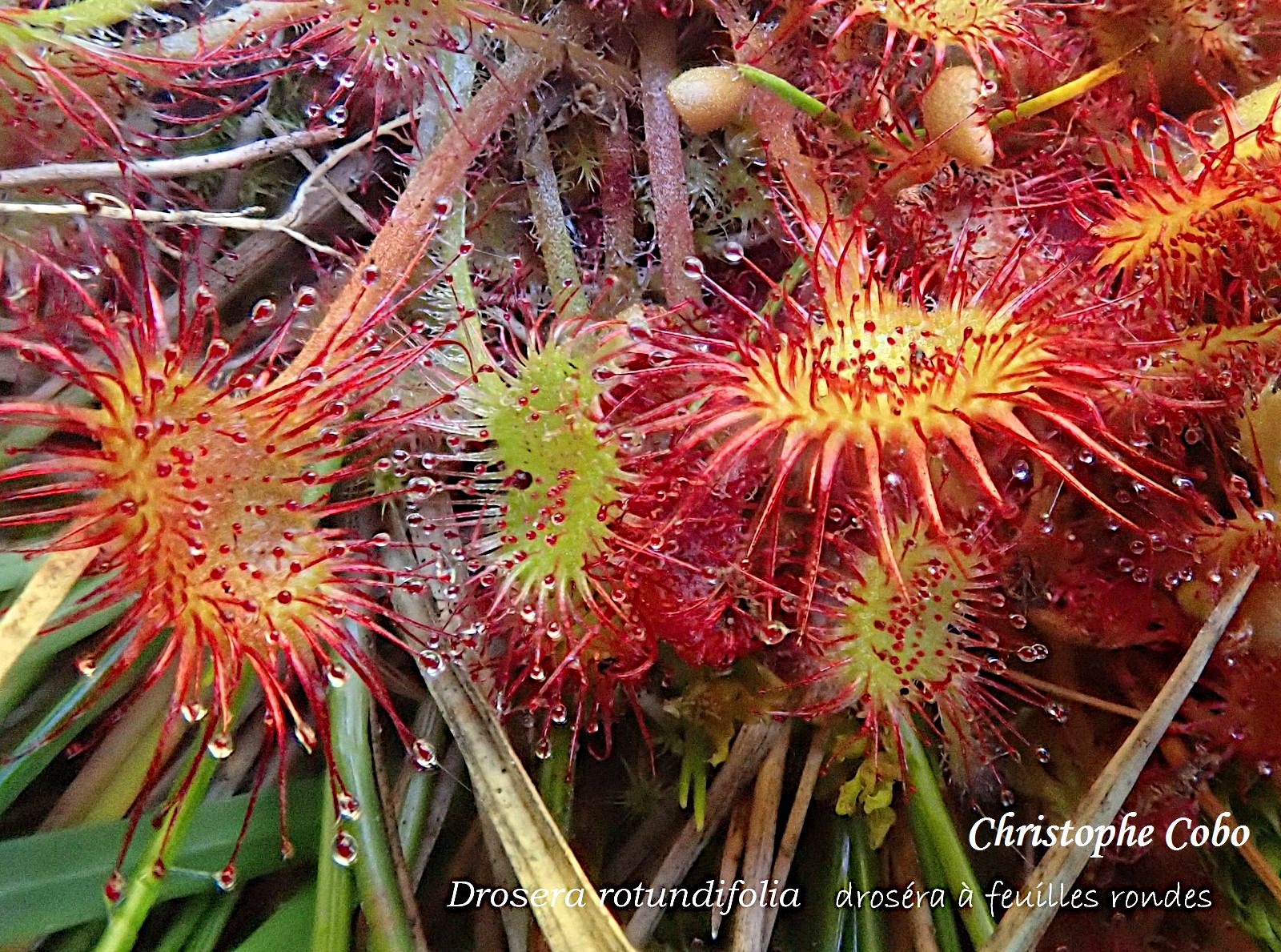 Drosera rotundifolia 20260627 ARTIGOU
