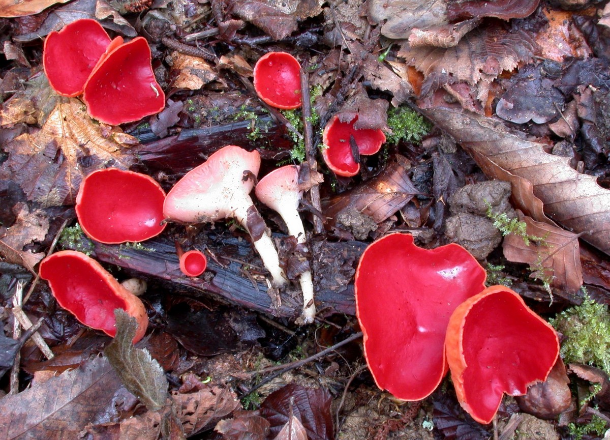 2015 03 14 Laslades Sarcoscypha coccinea