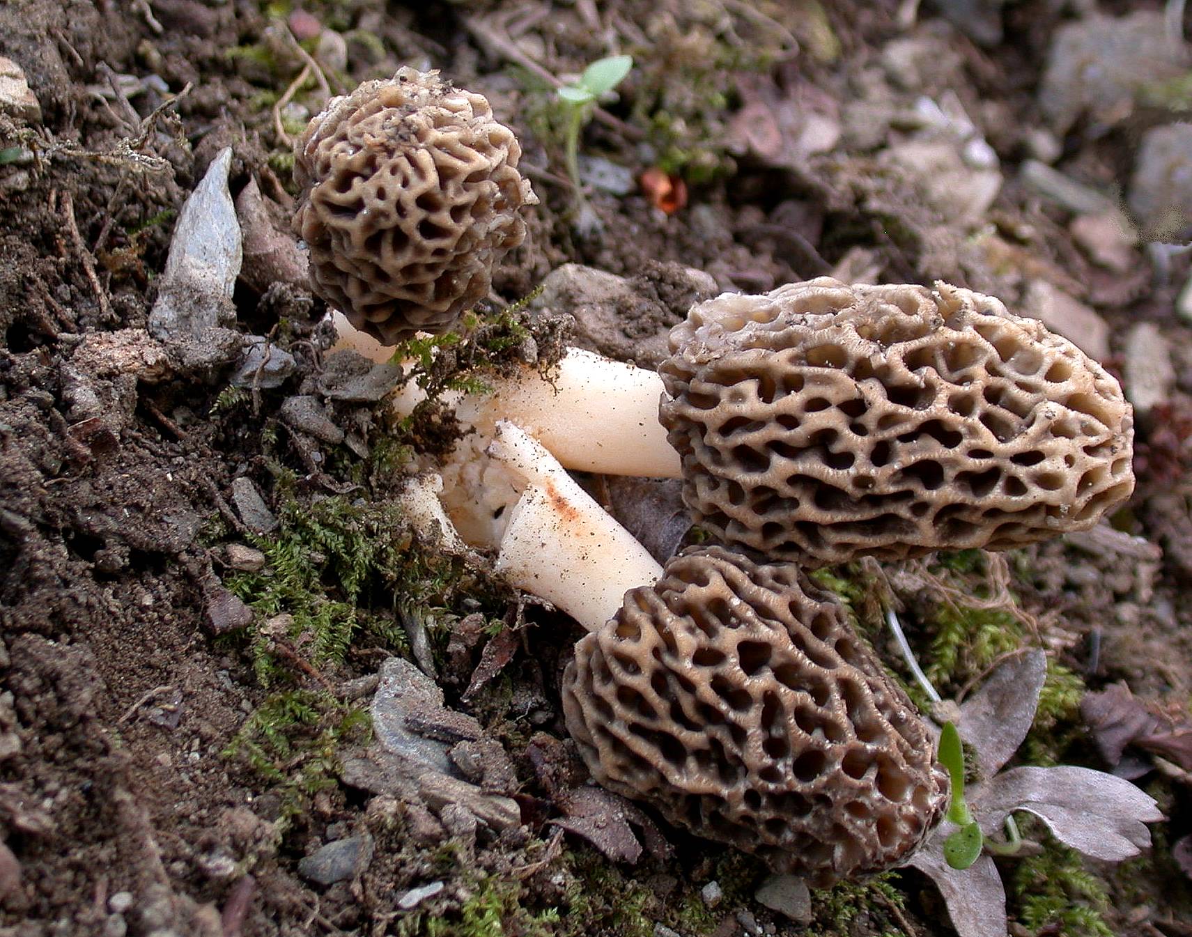 2015 04 18 Genos Morchella esculenta