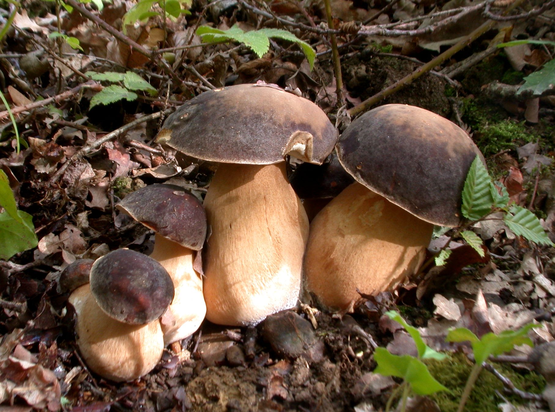 2015 10 04 Boletus aereus