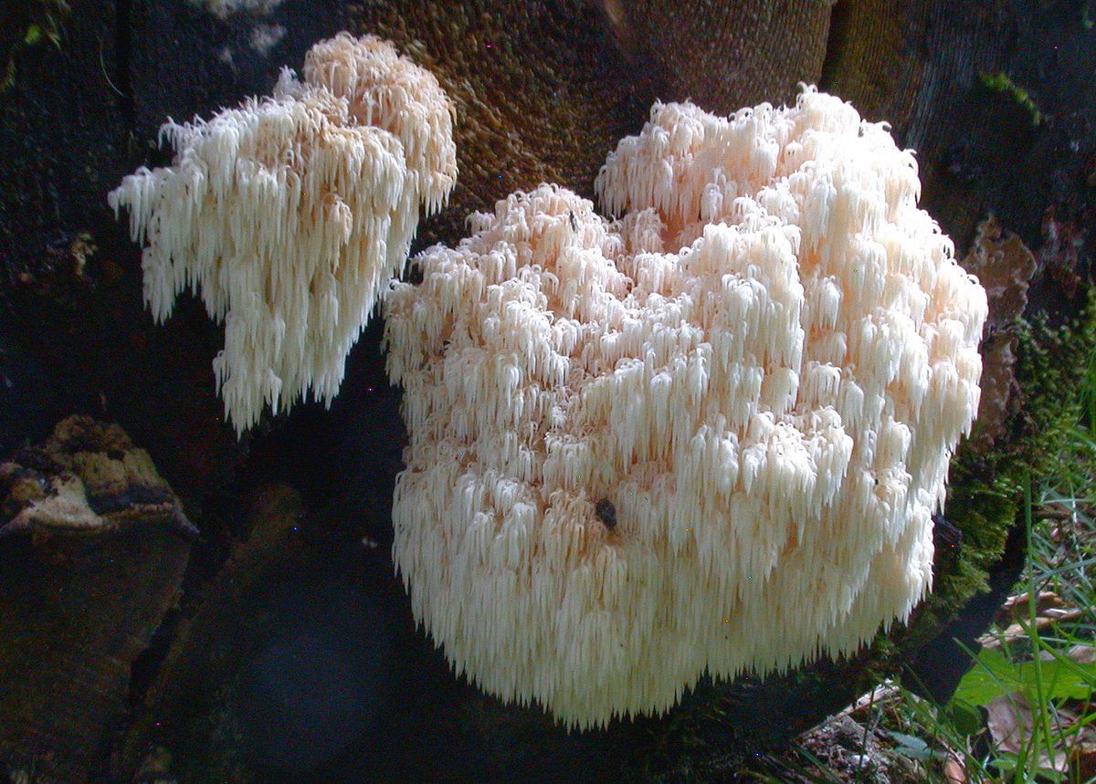 2015 10 25 Hericium flagelum