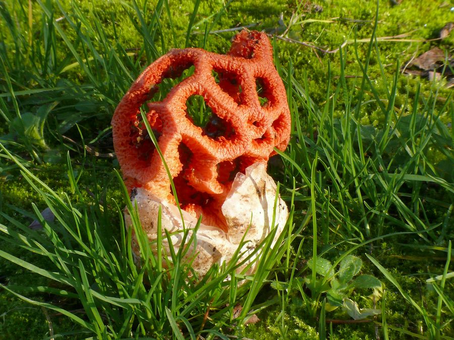 2015 11 14 et 15 Clathrus ruber