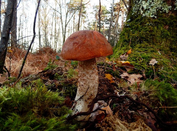 2015 12 12 Leccinum quercinum