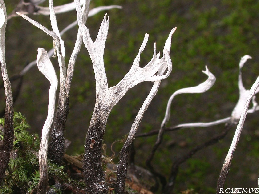 Xylaria hypoxylon