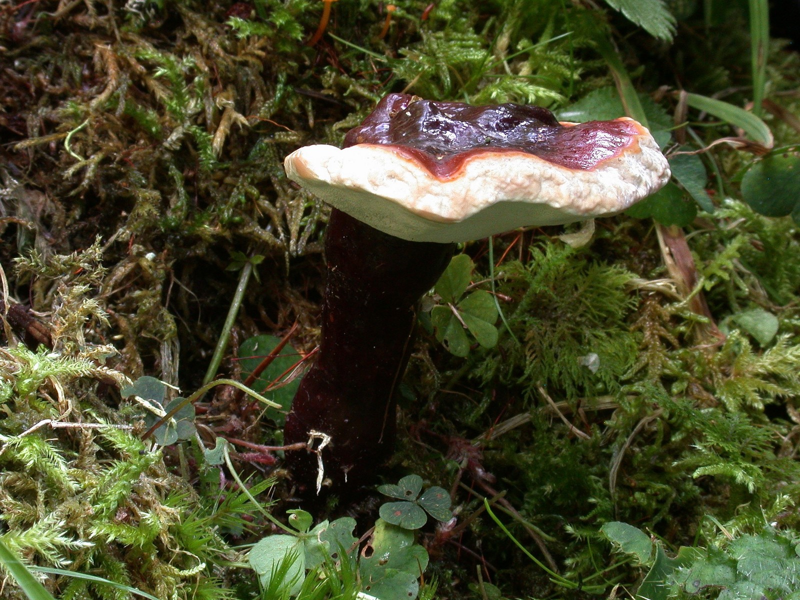 Ganoderma carnosum