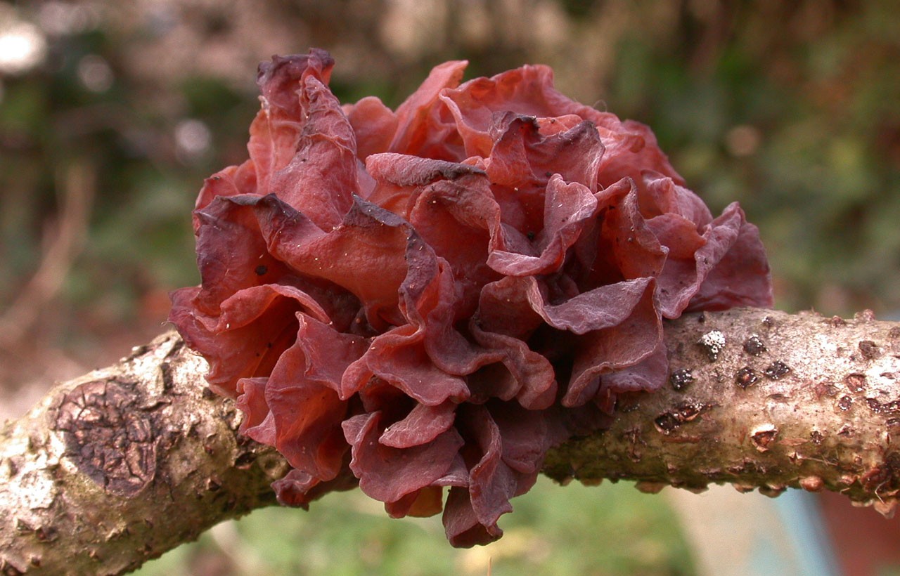 2016 03 12 Tremella foliacea