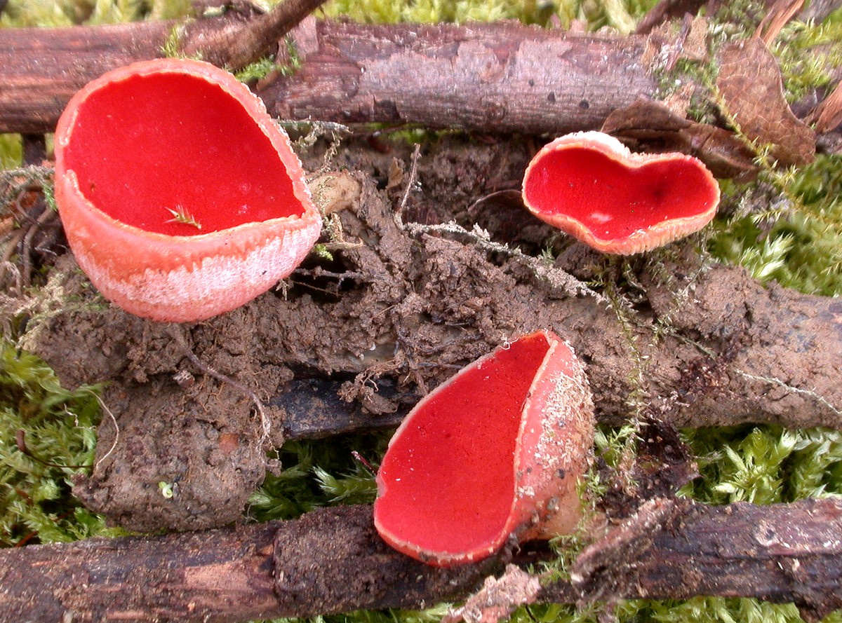 2016 03 26 Sarcoscypha austriaca