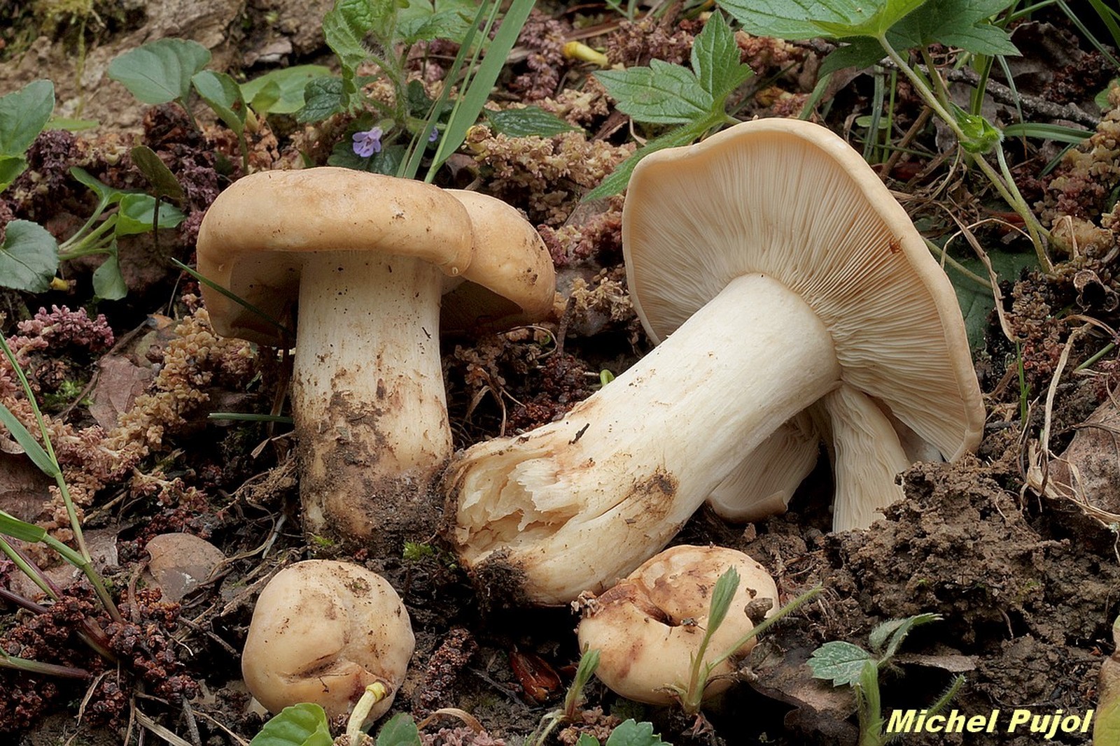 Calocybe gambosa Gourbit 10 04 2016