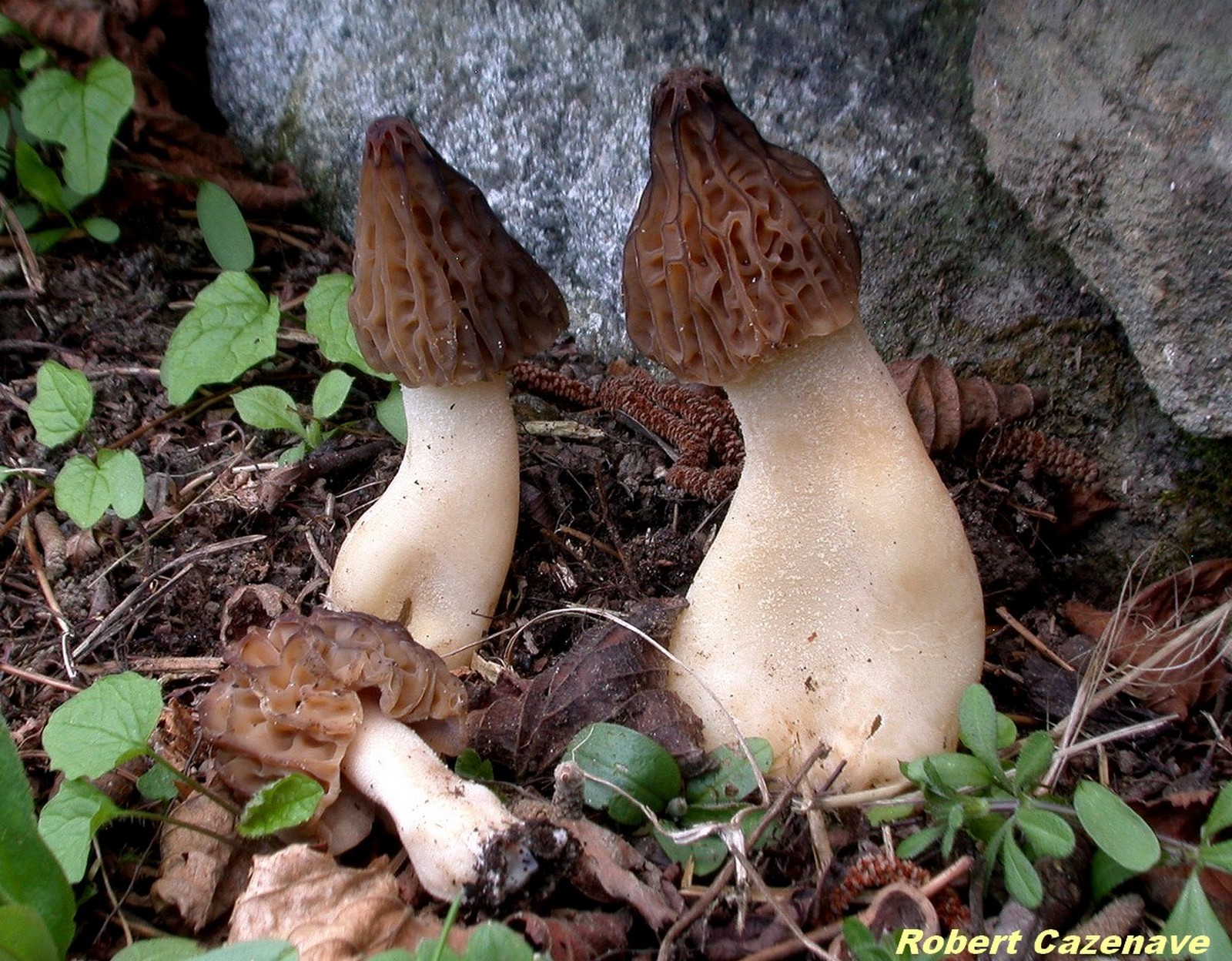 Morchella semilibera Gourbit 10 04 2016 1