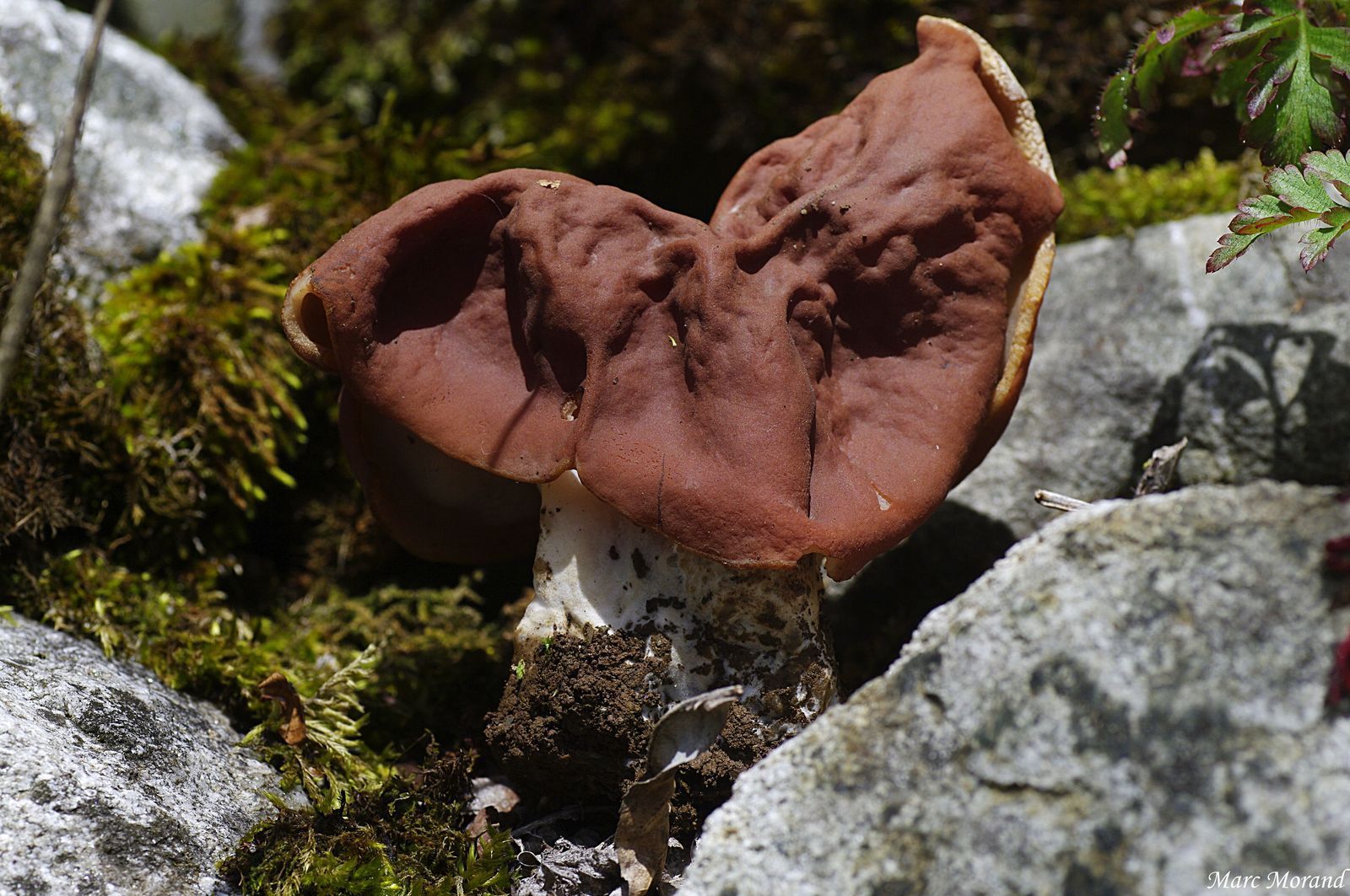 Gyromitra gigas