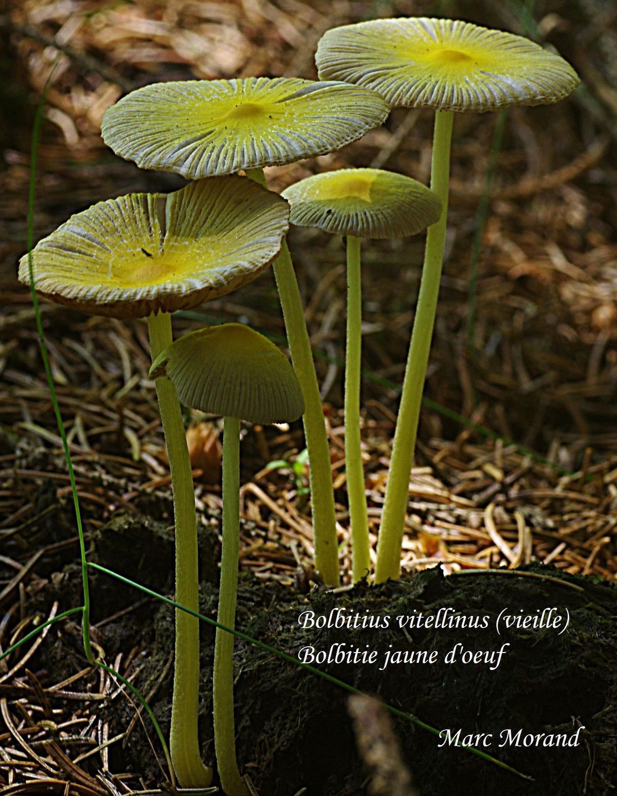 Bolbitius vitellinus Bolbitie jaune d oeuf