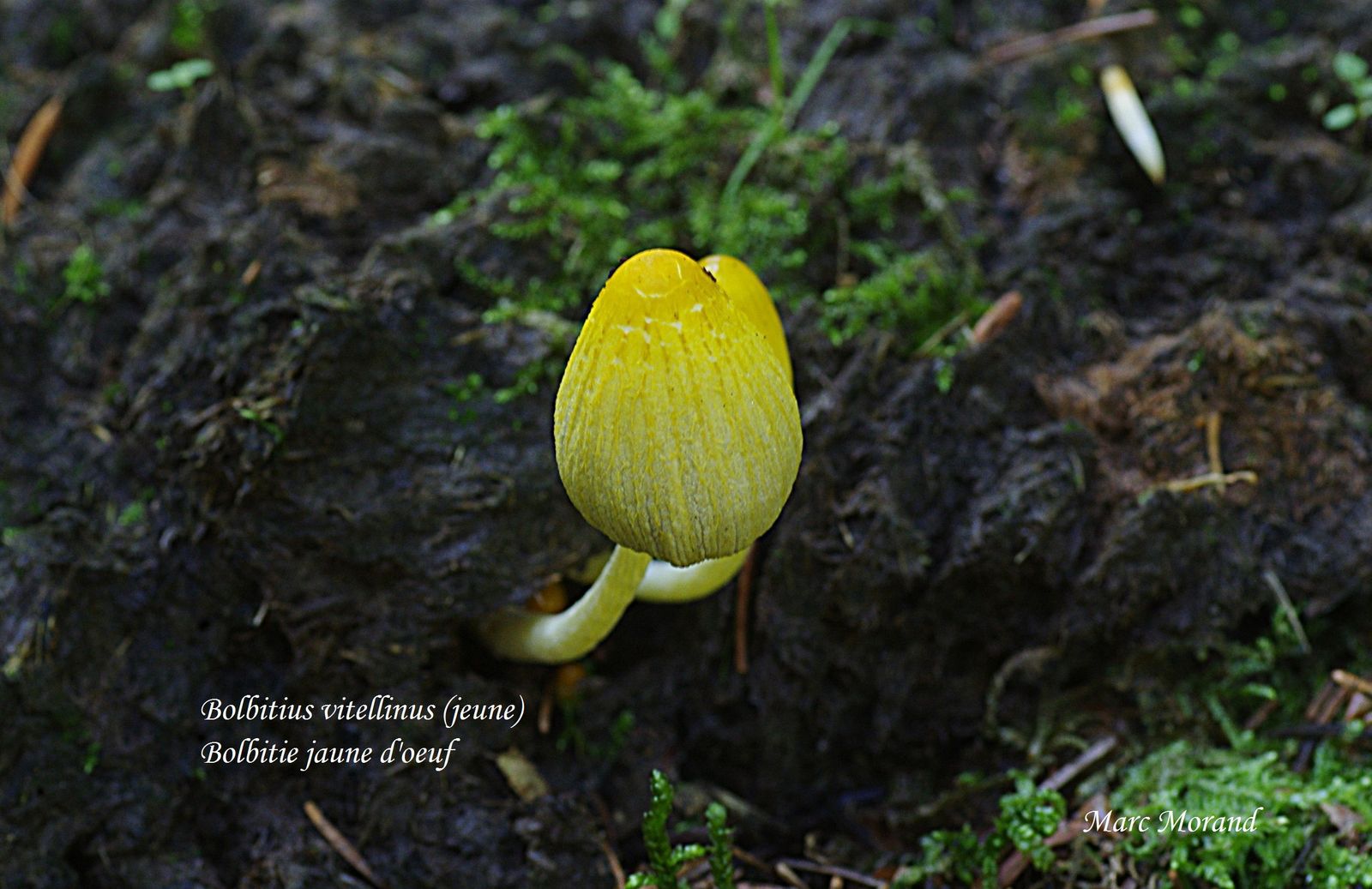 Bolbitius vitellinus Bolbitie jaune d'oeuf