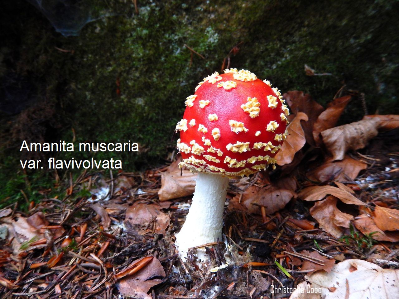 Amanita muscaria