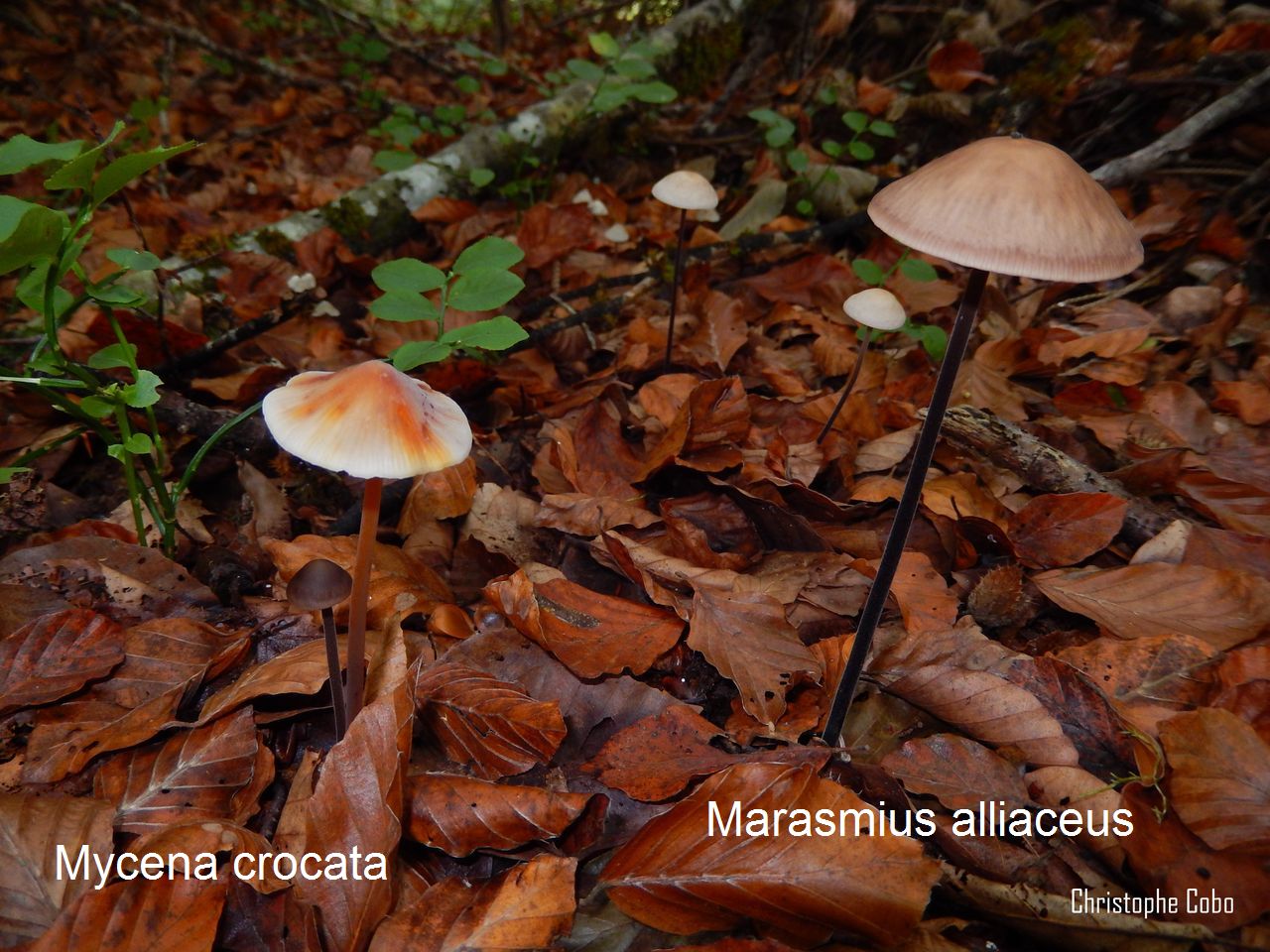 Mycena crocata et Marasmius alliaceus