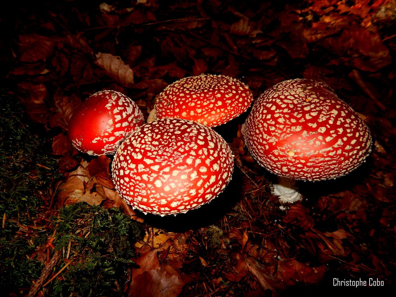 2016 10 30 Amanita muscaria ARRAGNAT