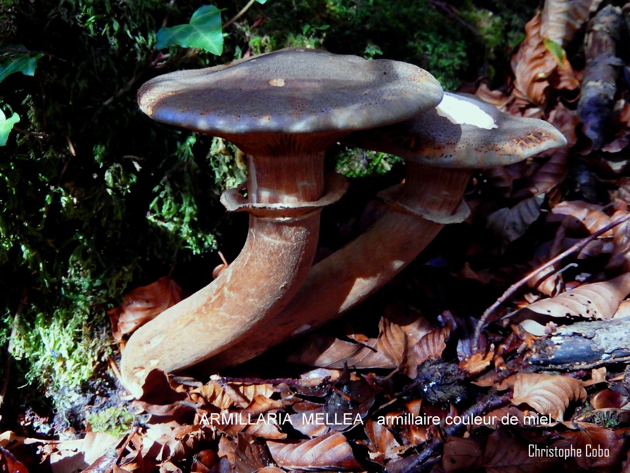 2016 10 30 Armillaria mellea ARRAGNAT