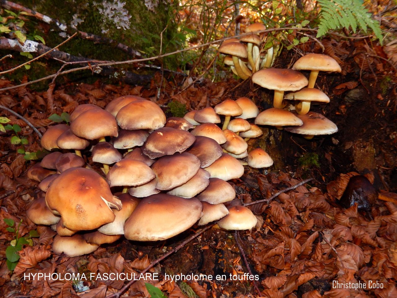 2016 10 30 Hypholoma fasciculare ARRAGNAT