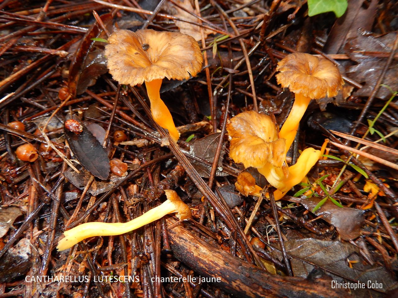 Cantharellus lutescens