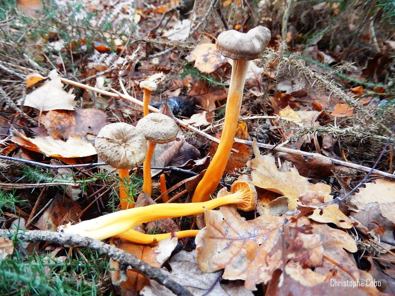 Cantharellus tubaeformis 10 12 2016  Puydarrieux