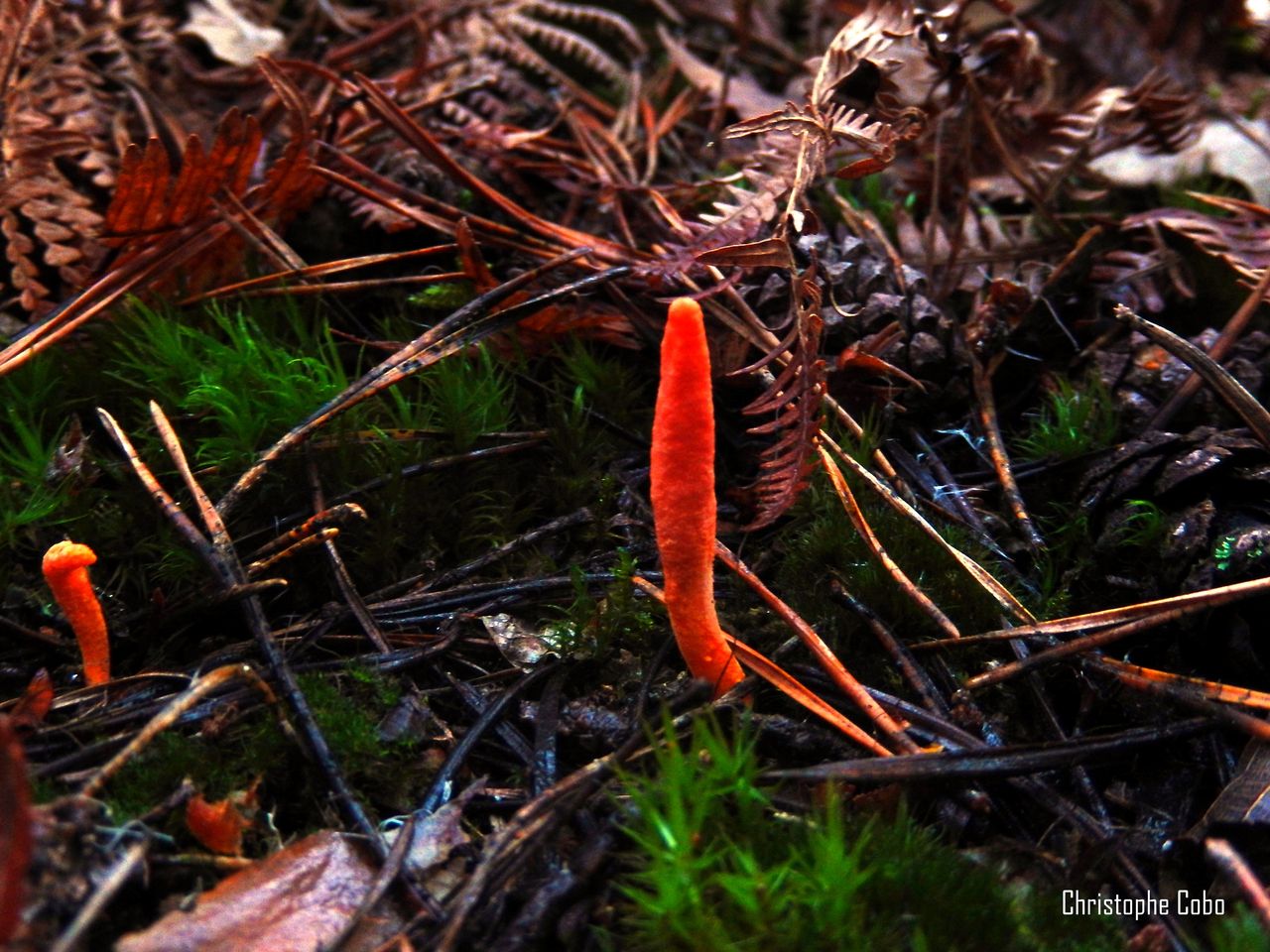 Cordyceps militaris 10 12 2016  Puydarrieux