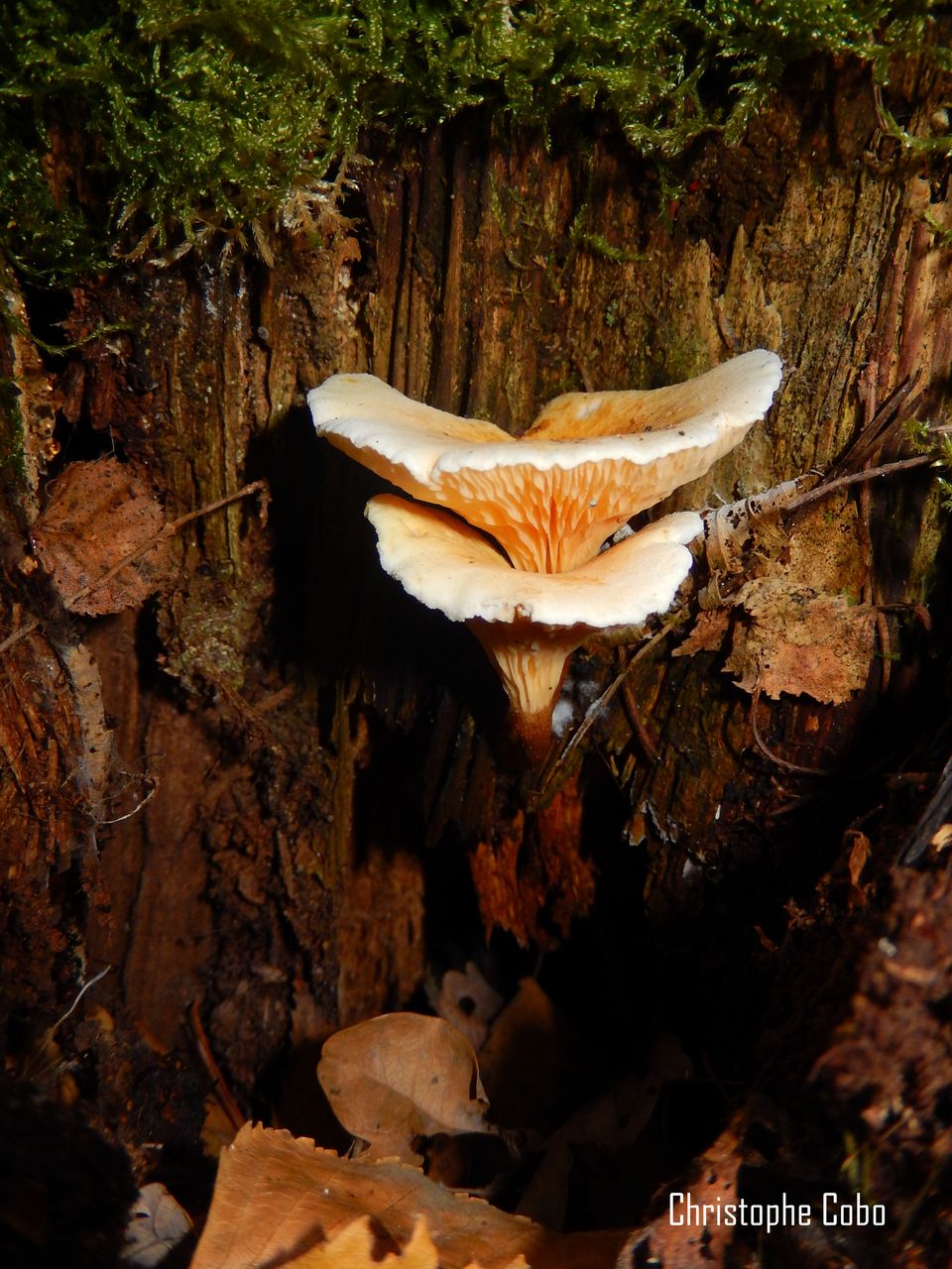 Hygrophoropsis aurantiaca 10 12  2016 Puydarrieux