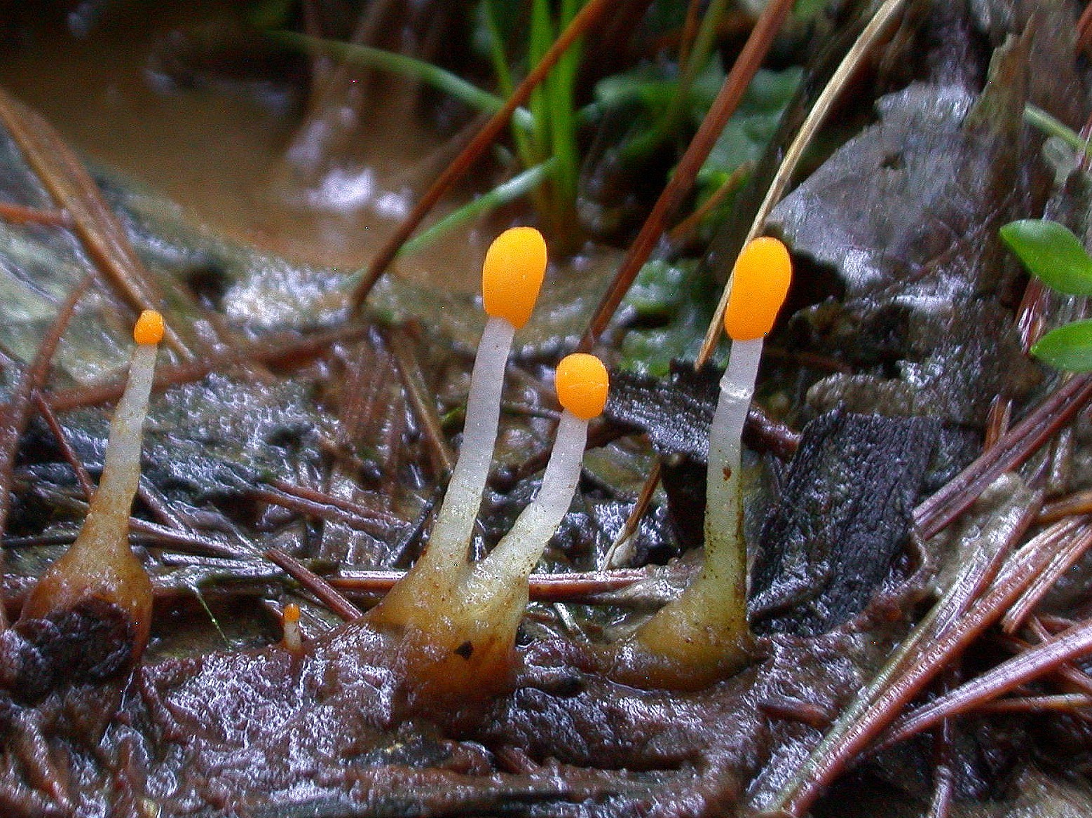 Mitrula paludosa 09 04 2017 Bois du Commandeur