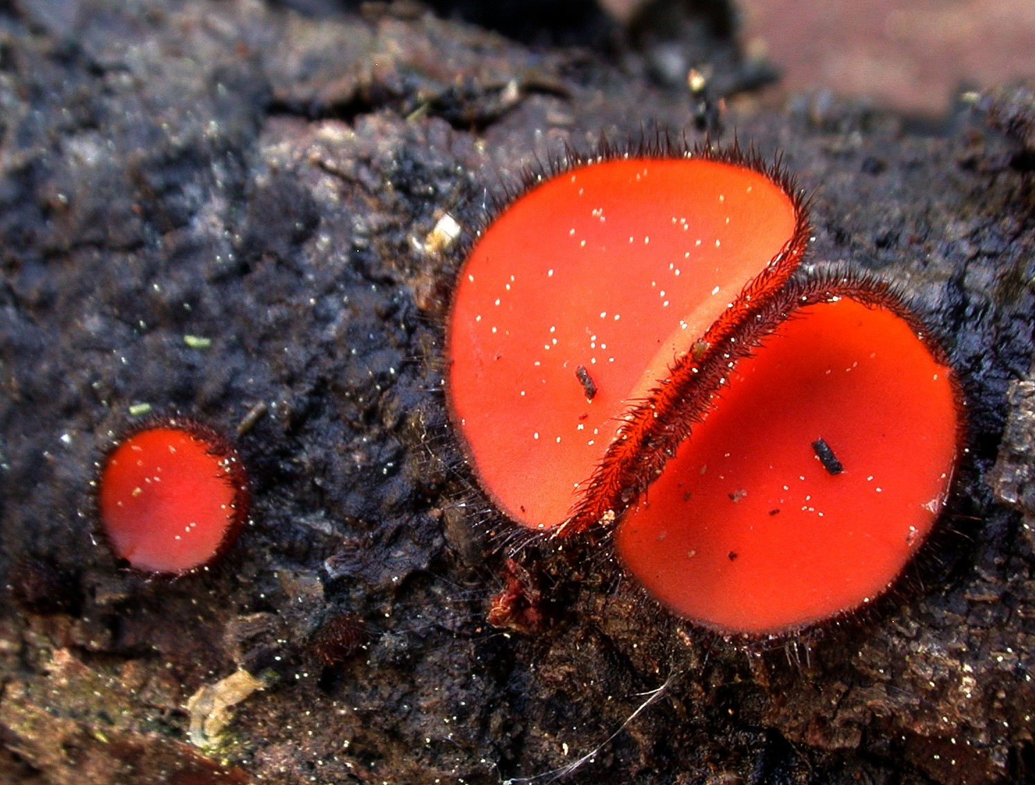 Scutellinia crinita 09 04 2017 Bois du Commandeur