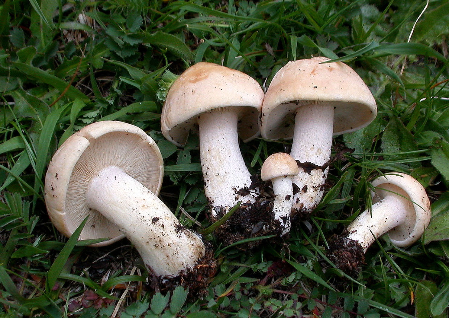 Calocybe gambosa 30 04 2017 Vielha