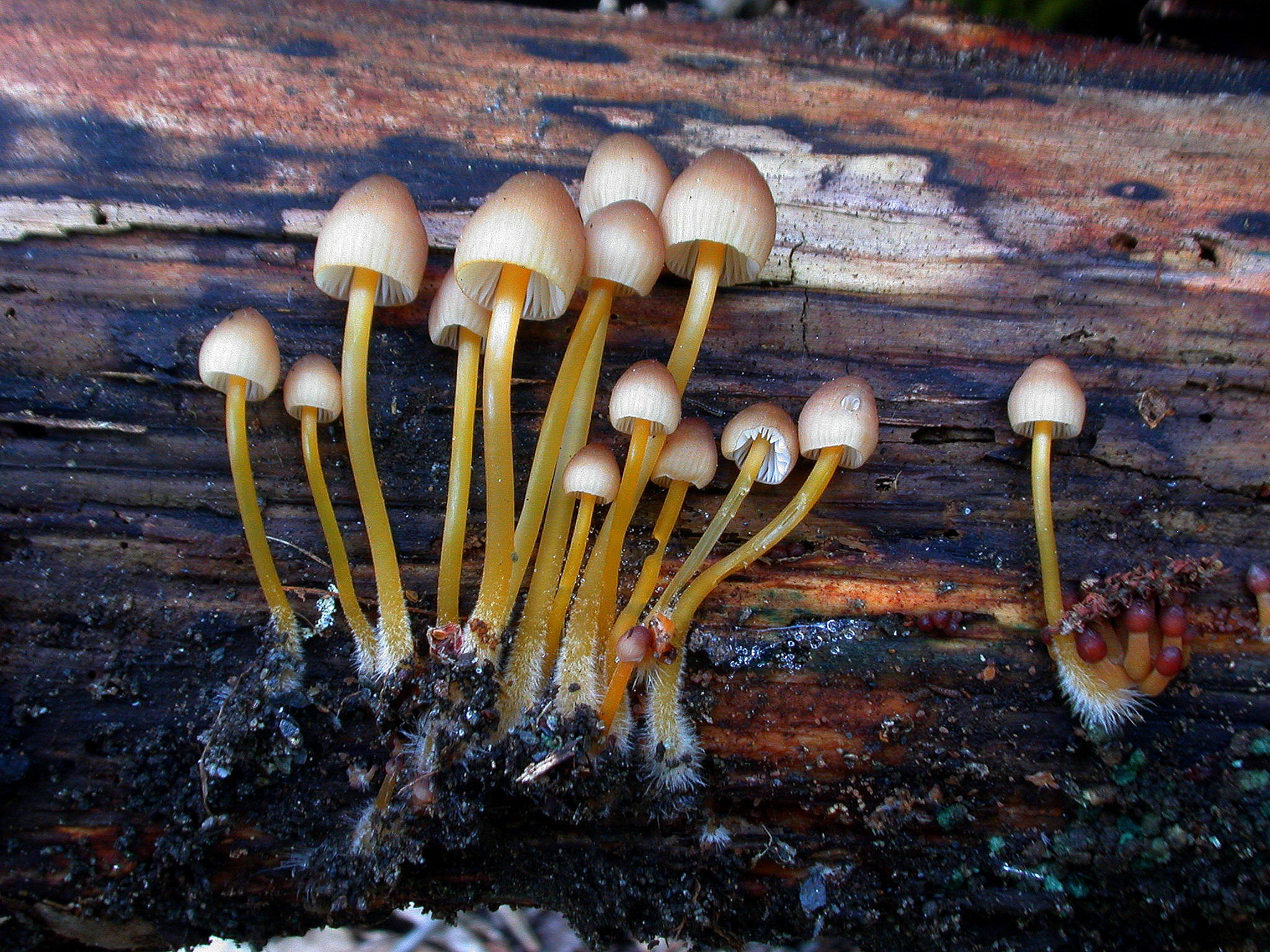 Mycena renati 30 04 2017 Vielha