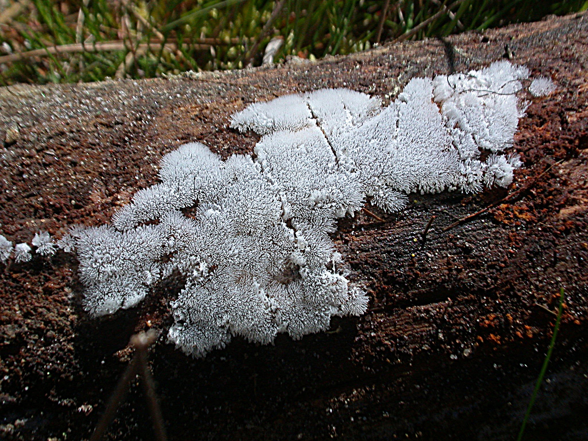 Ceratomyxa fruticulosa