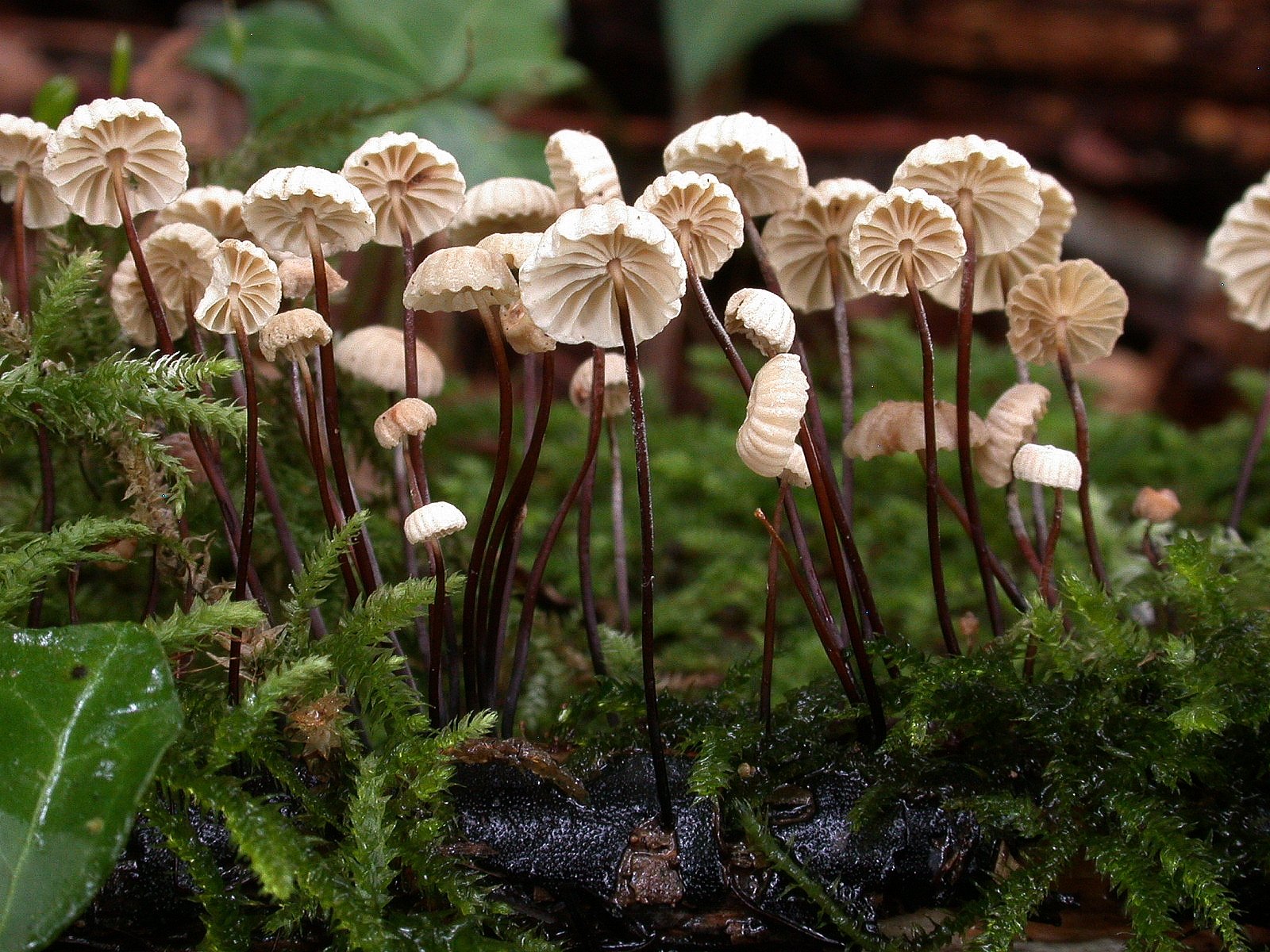 Marasmius rotula 