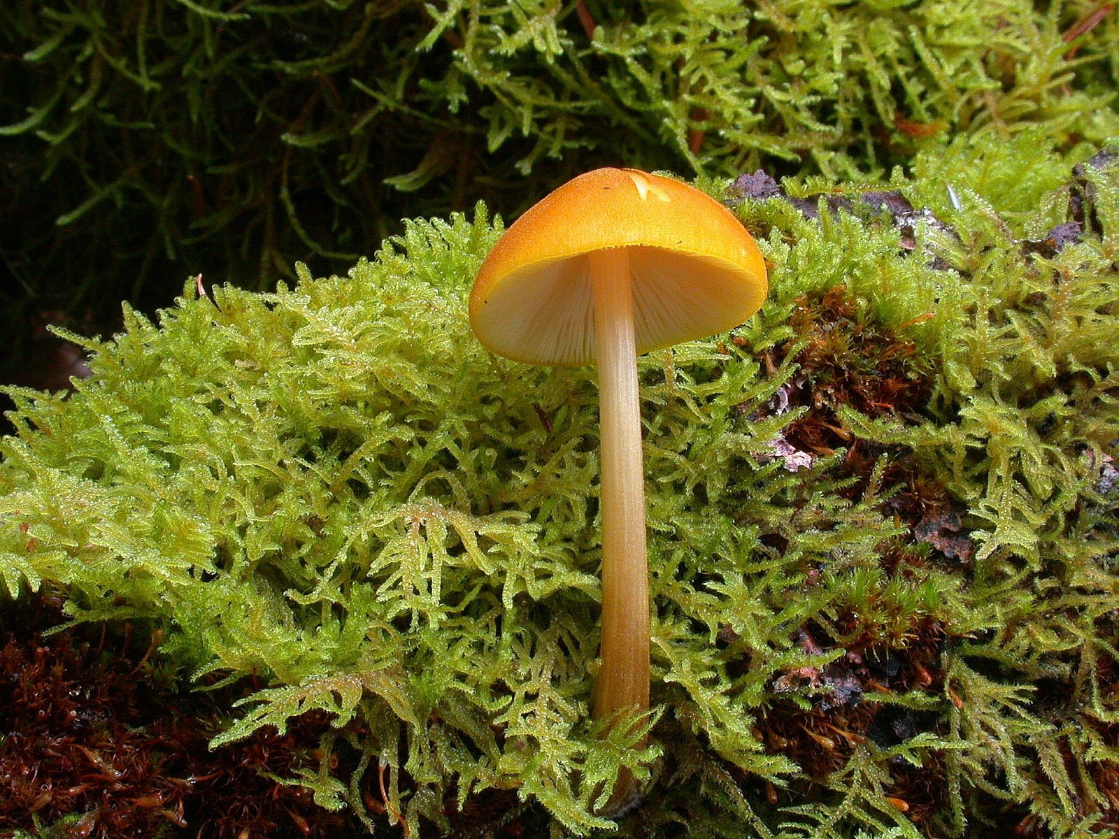 Pluteus leoninus